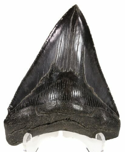 Sharp, Fossil Megalodon Tooth - Georgia #52803